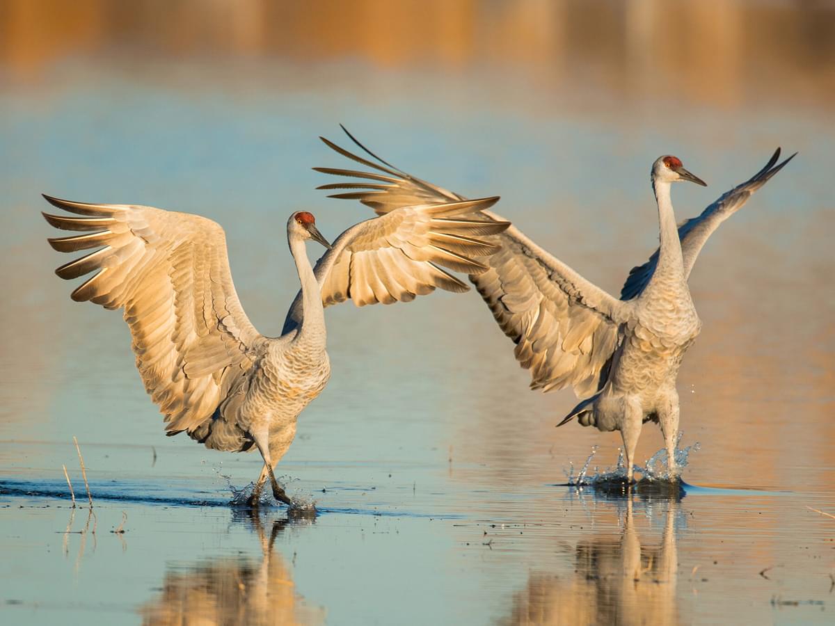 Are Sandhill Cranes Endangered? (Threats, Numbers + FAQs)