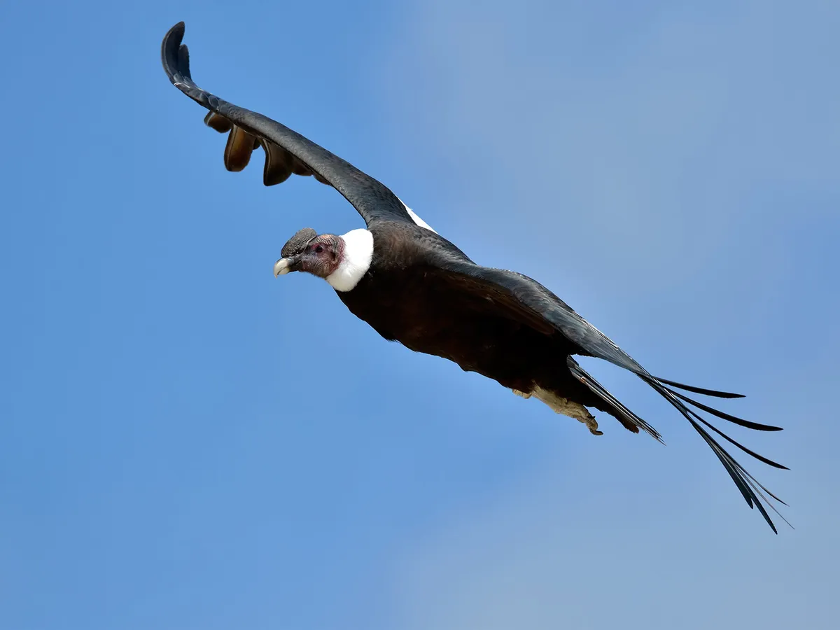 Andean condor in flight