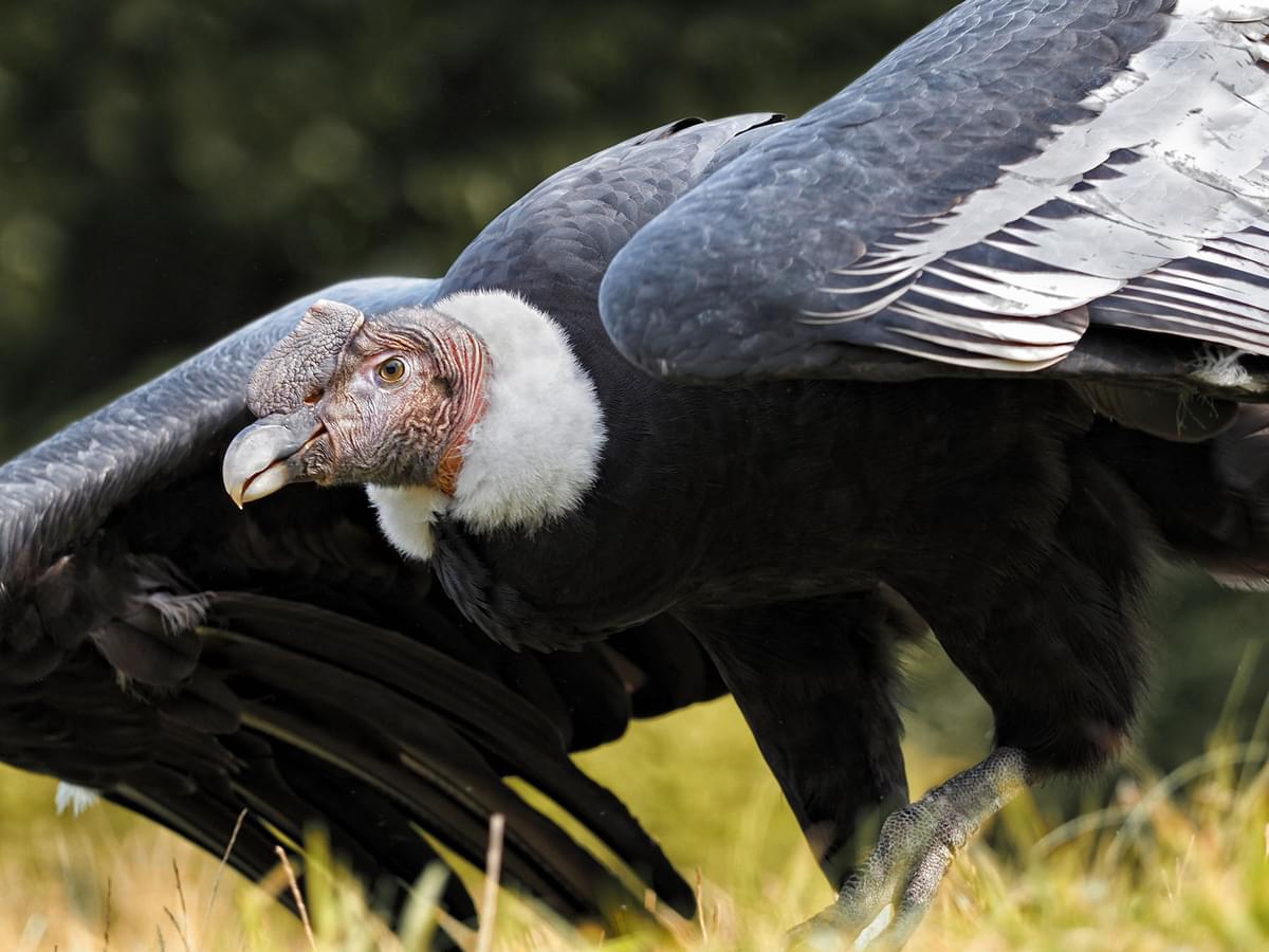 How Big Are Andean Condors? (Wingspan + Size)