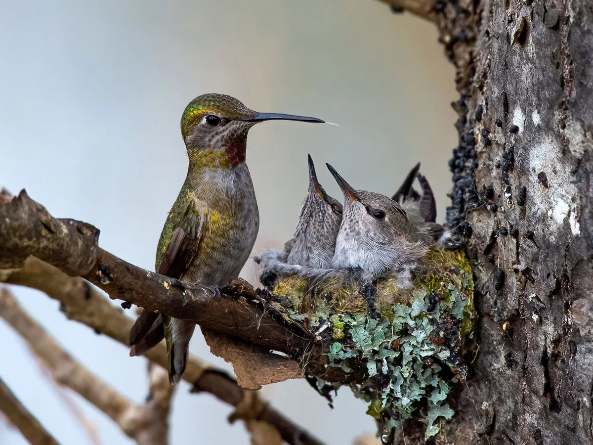 Anna's Hummingbird Nesting (Behavior, Eggs + Location) | Birdfact