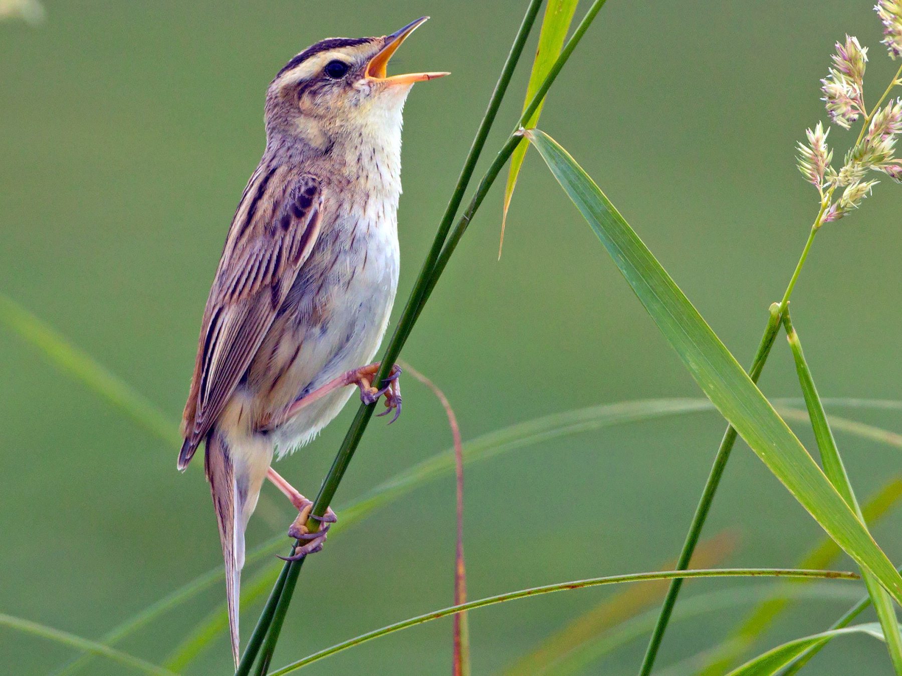 Aquatic Warbler