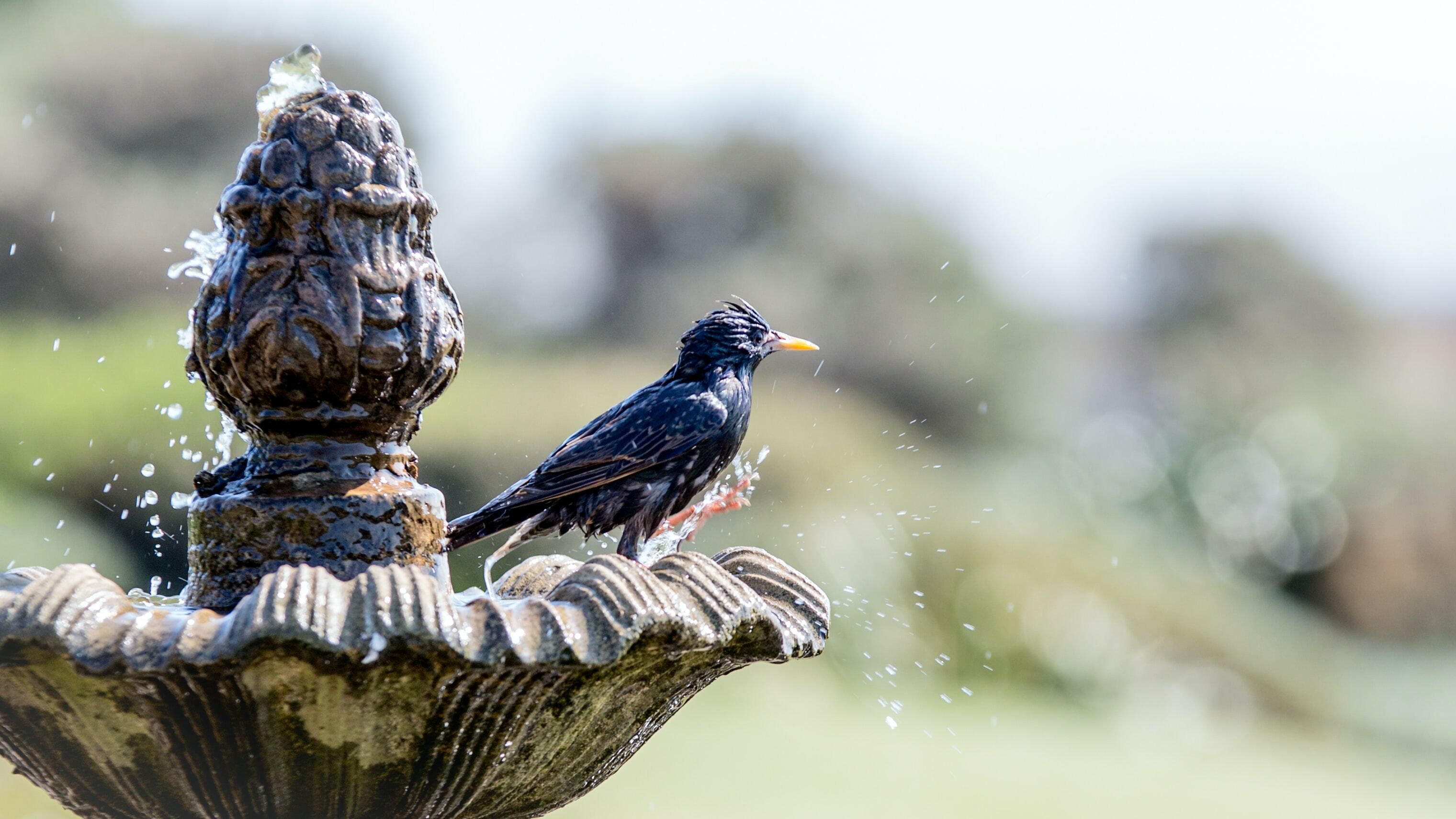 Bird baths