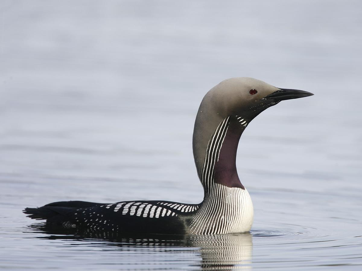 Arctic Loon swimming in the water