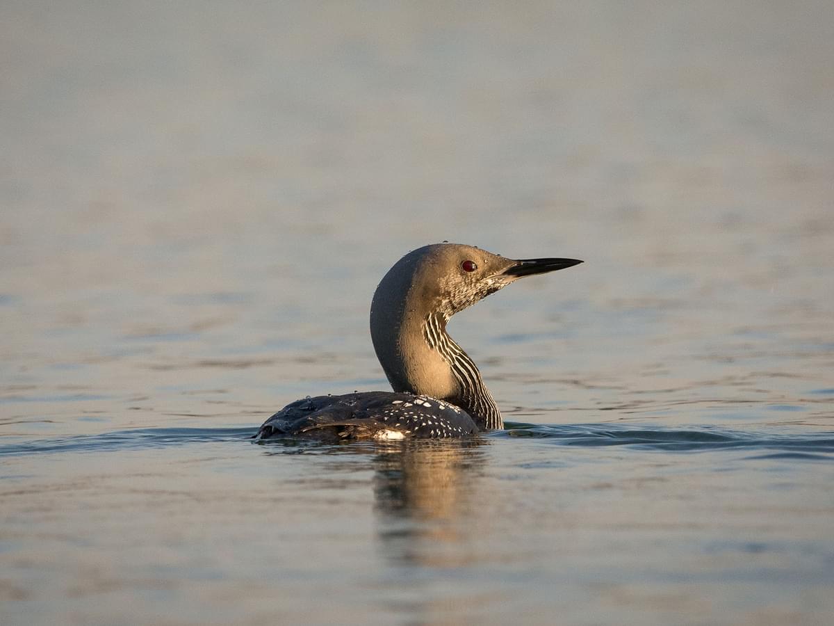 Black-throated loon, (Arctic Loon) during winter migration