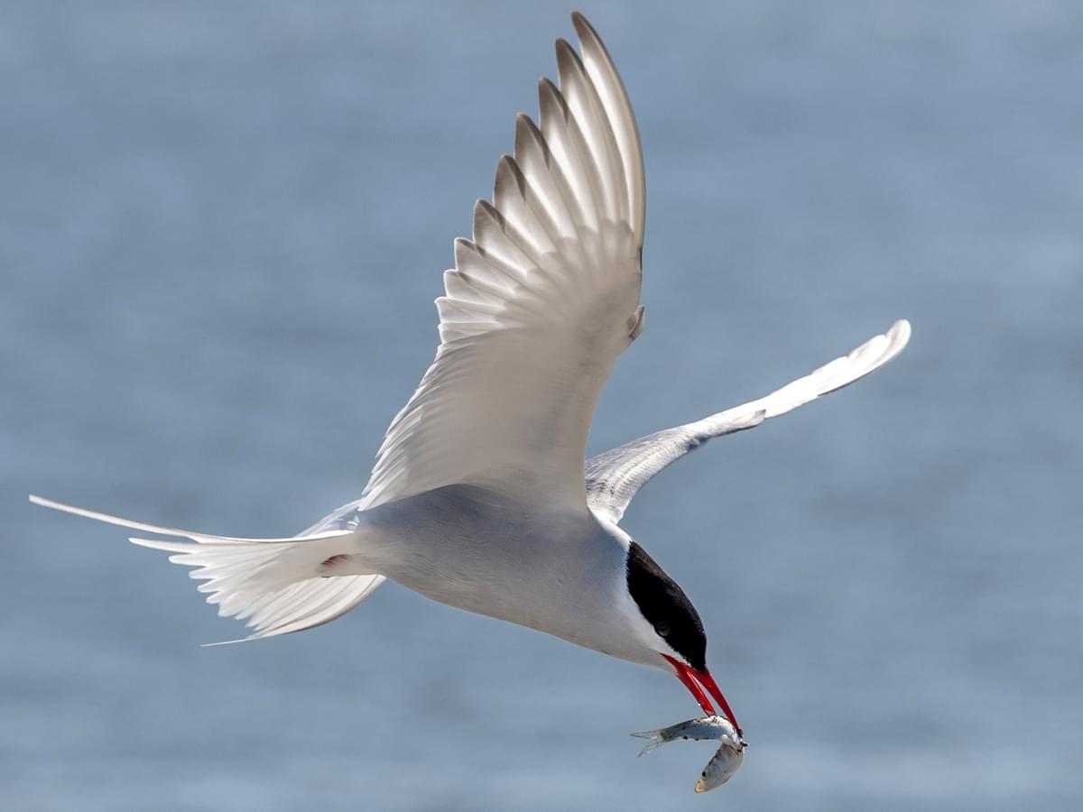 Arctic Tern in-flight with a fish in its beak