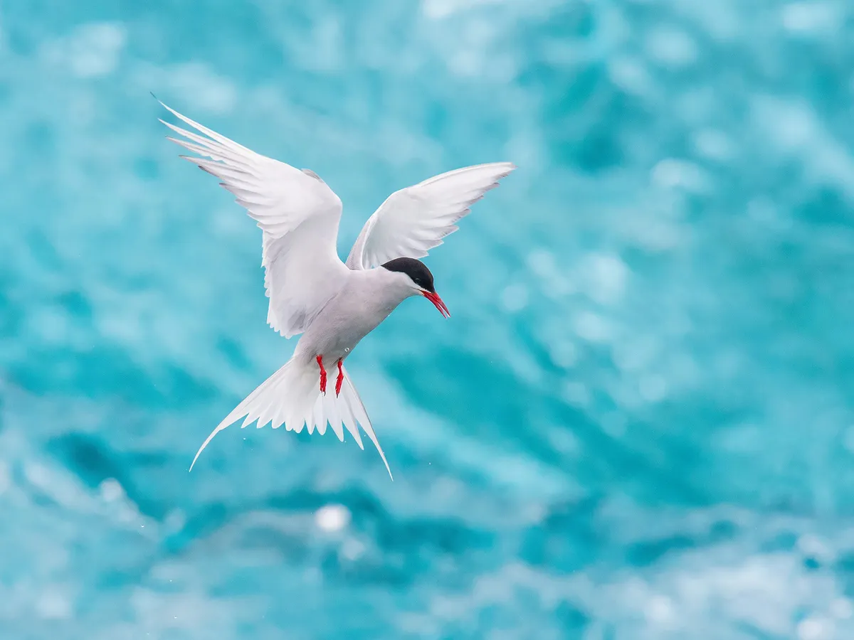 Arctic Tern Migration: A Complete Guide