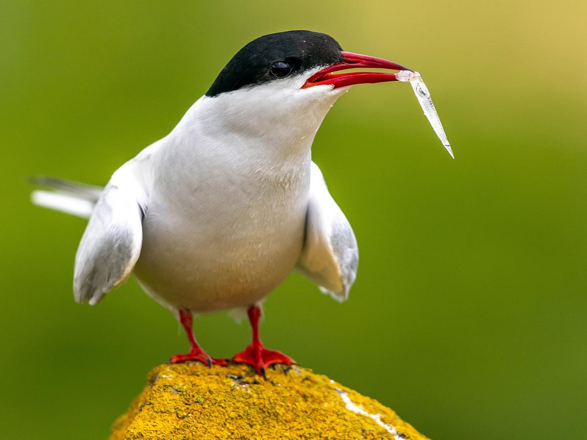 Arctic Tern in breeding plumage eating a fish