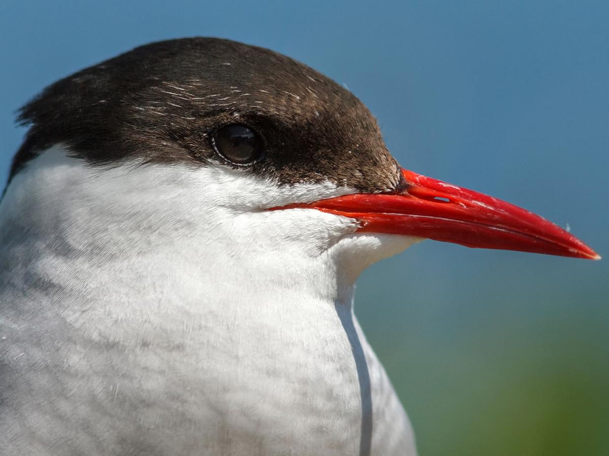 Arctic Tern portrait