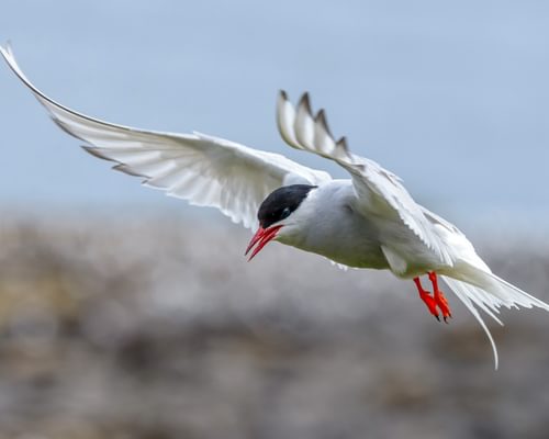 Arctic Tern