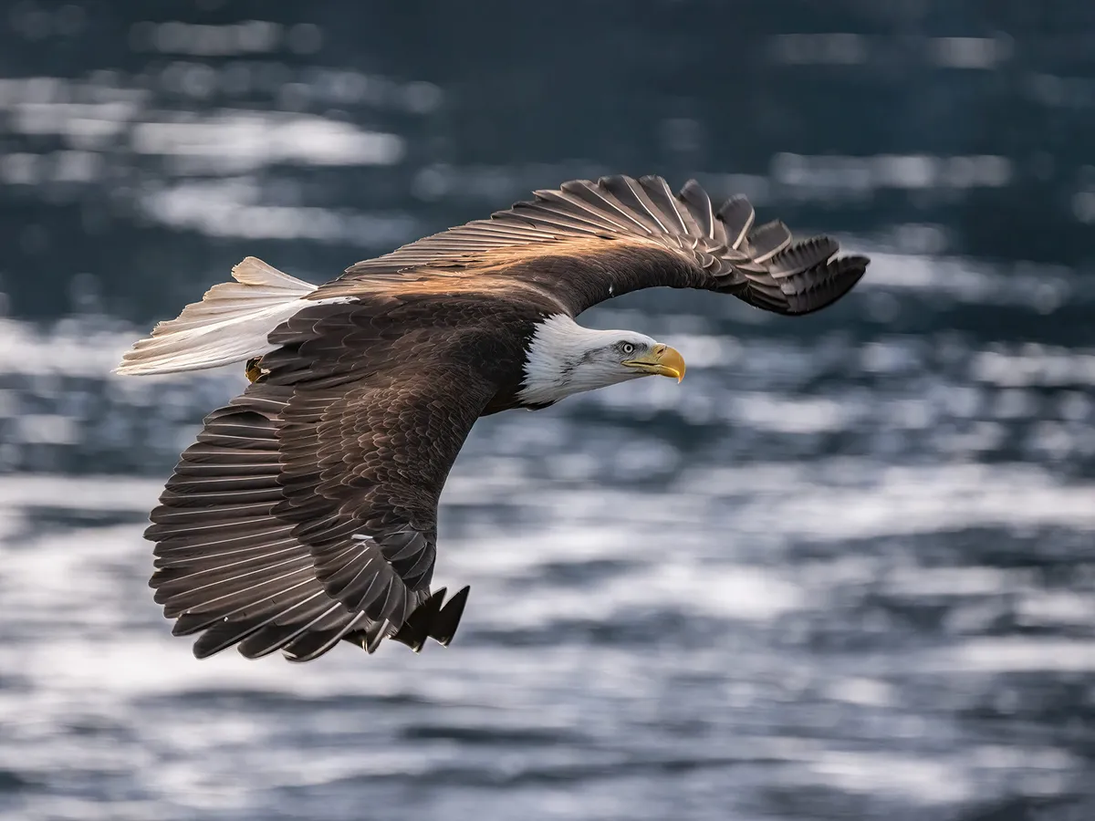 Are Bald Eagles Endangered? (Threats, Numbers + FAQs)