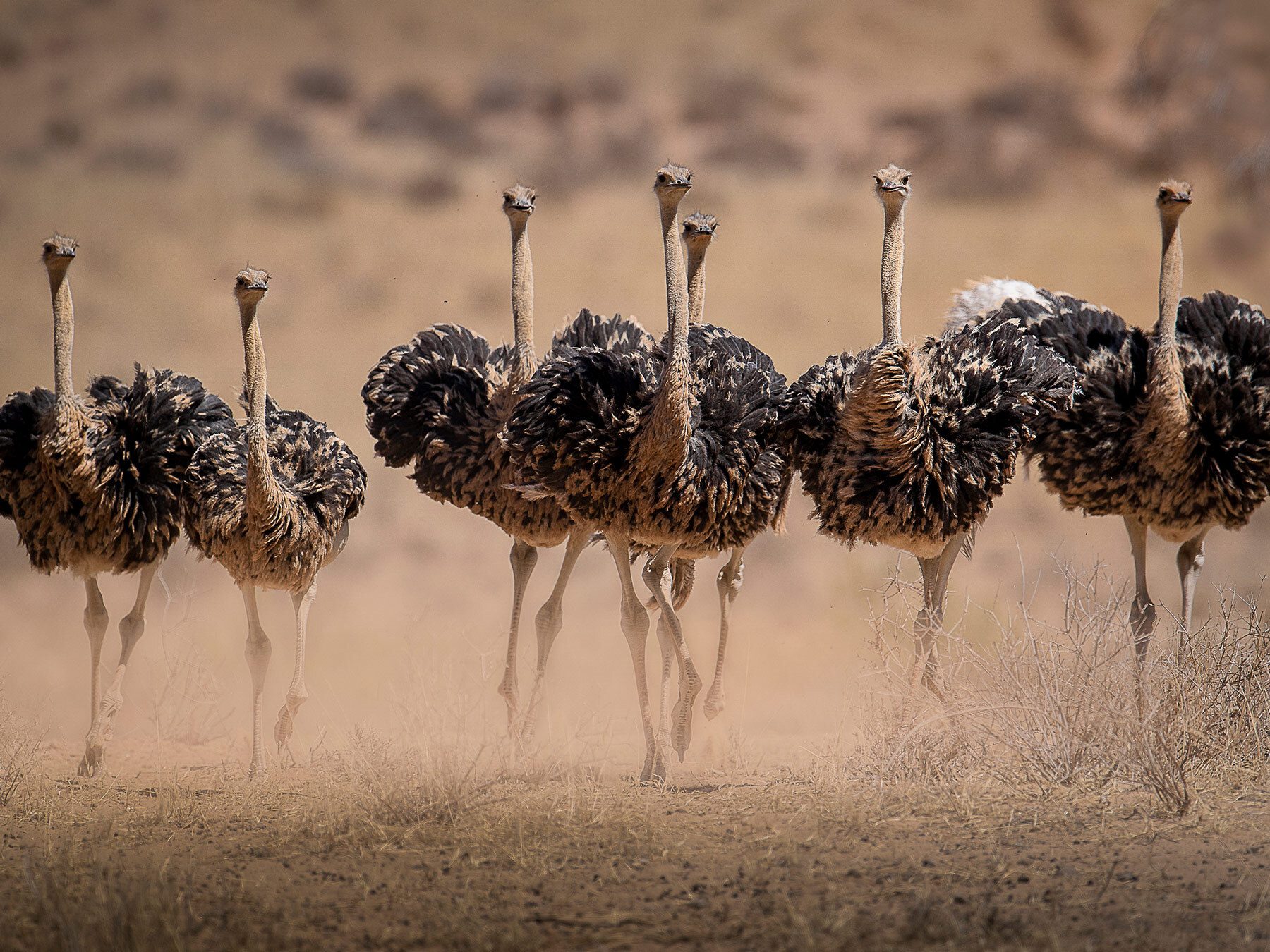 Are Birds Mammals? (All You Need To Know)