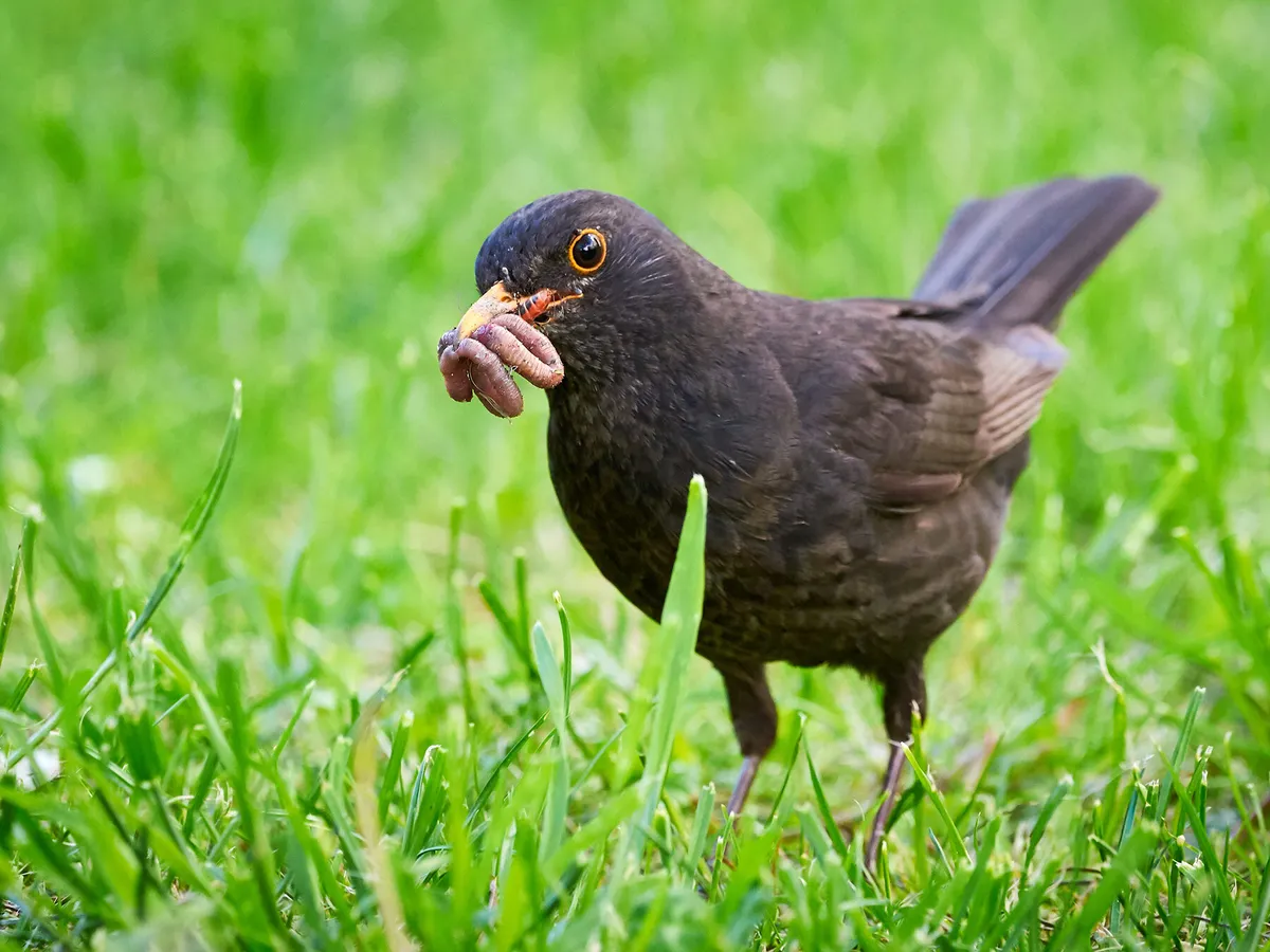 Are Birds Omnivores? (Which Birds, What Do They Eat?)