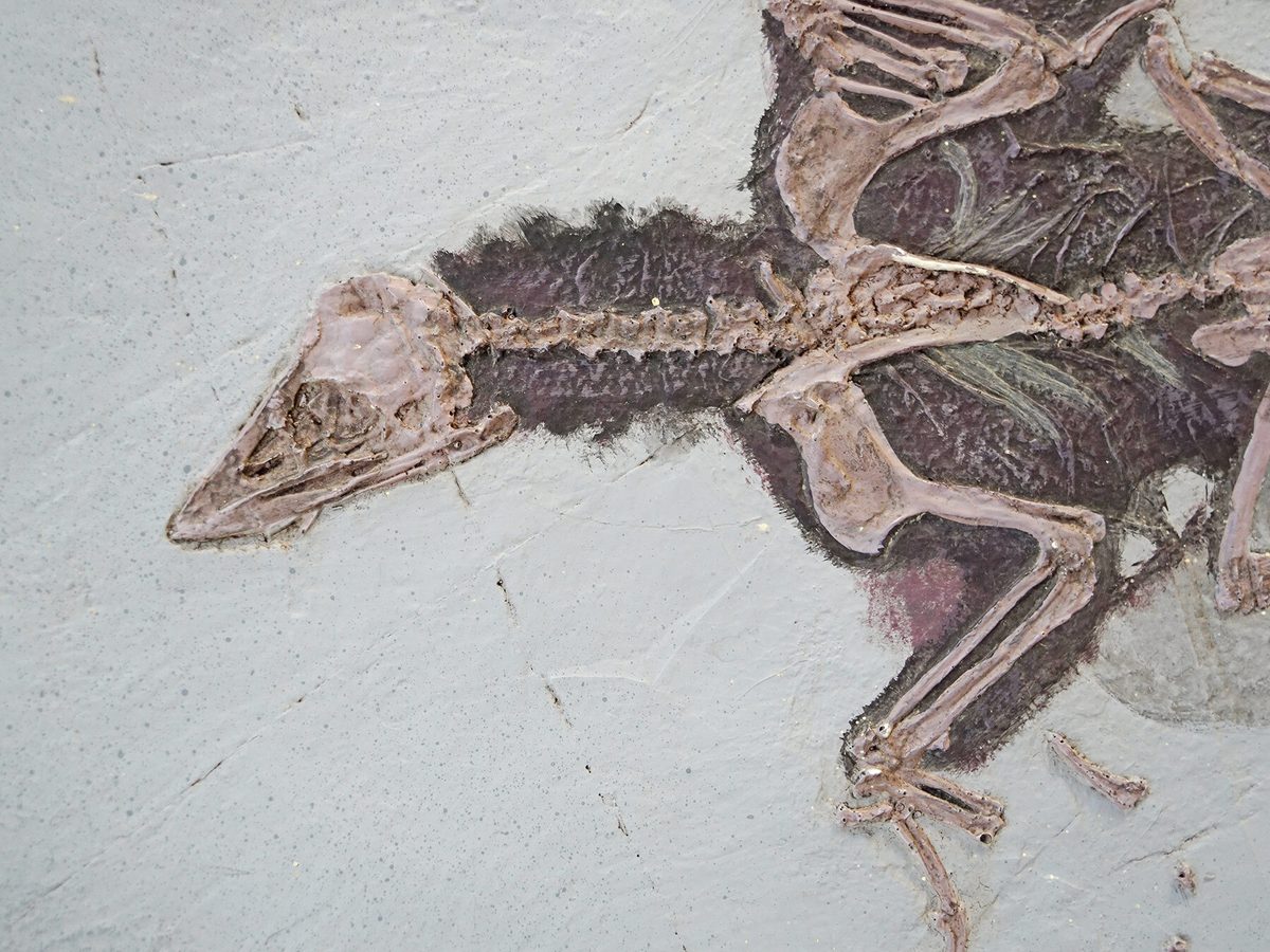 Are Birds Related To Dinosaurs? (Complete Guide) | Birdfact