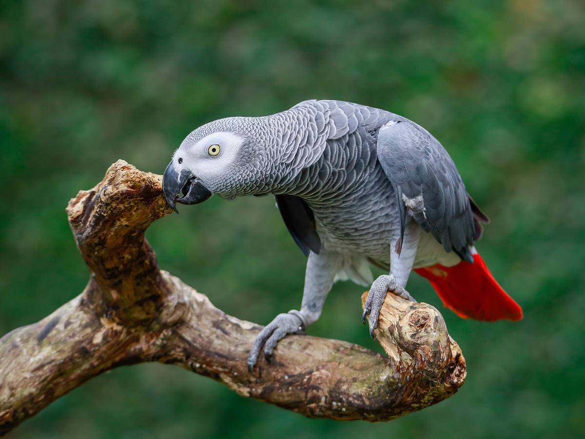 Are Birds Smart? (Intelligence, Memory + Smartest Species)