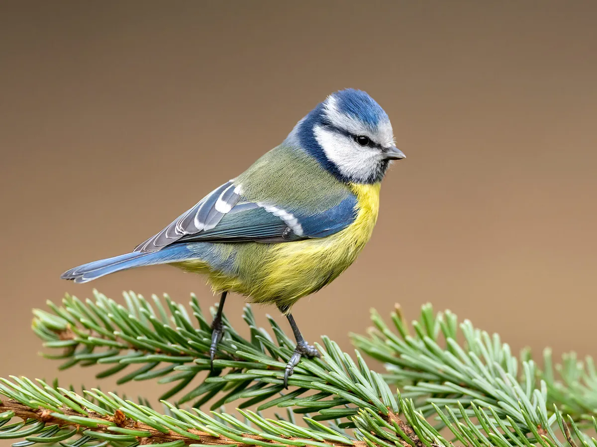 Are Birds Warm Blooded Or Cold Blooded?