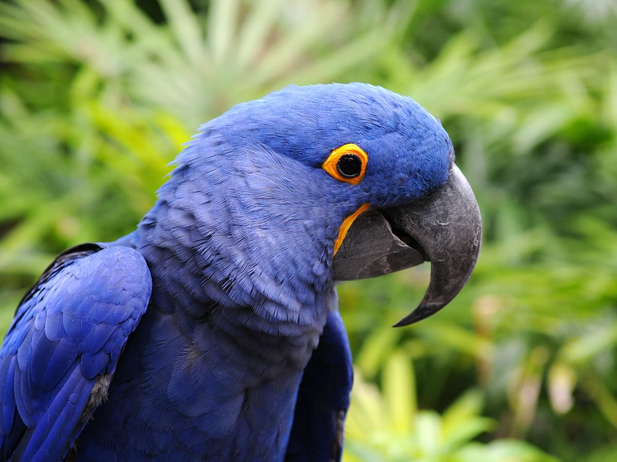 Are Blue Macaws Extinct or Endangered? (Hyacinth Macaw)