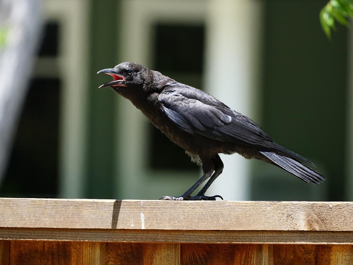 Are Crows Dangerous? (Reasons They Attack + How To Avoid)