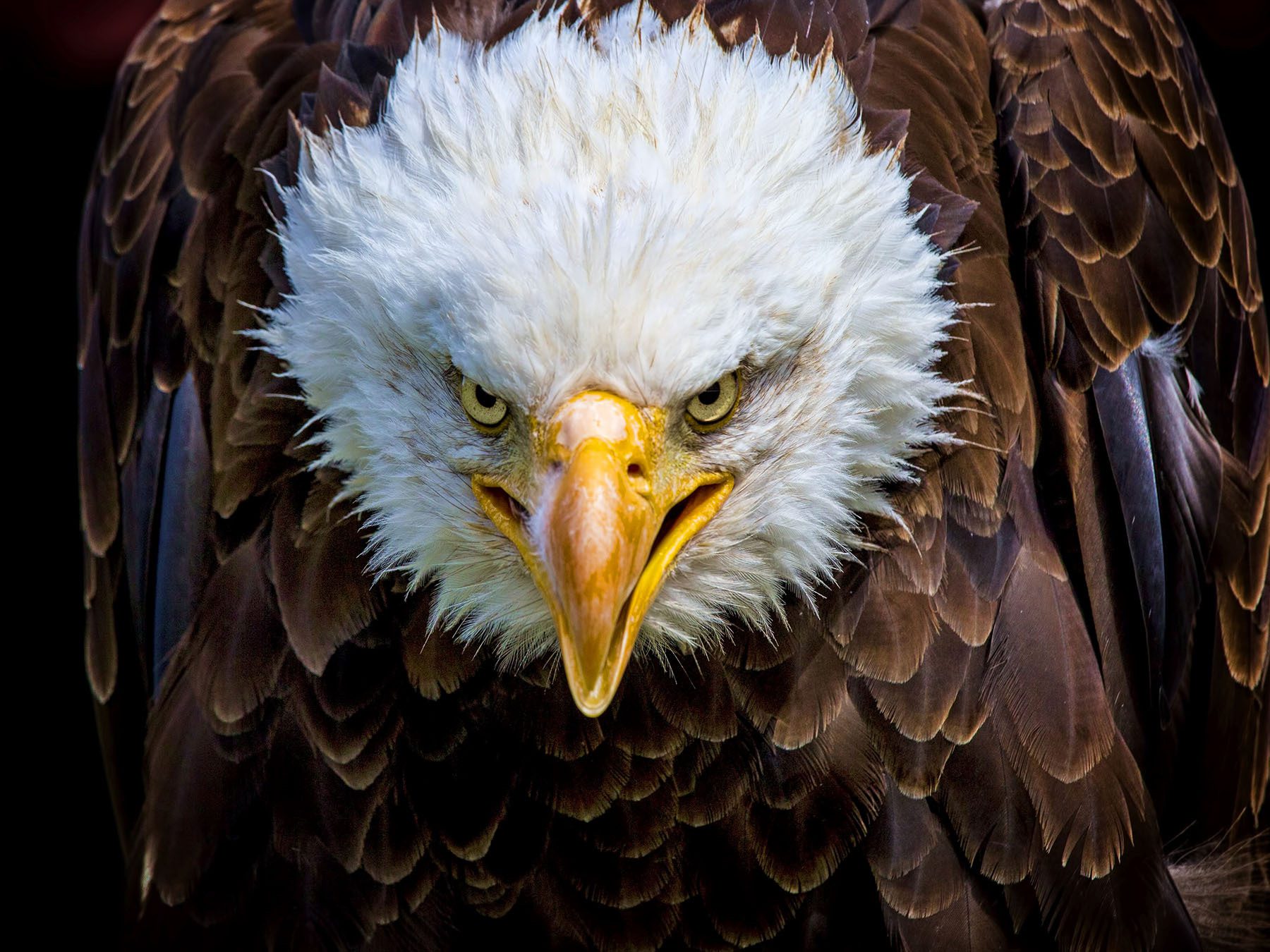 Are Eagles Dangerous? (Reasons They Attack + How to Avoid)