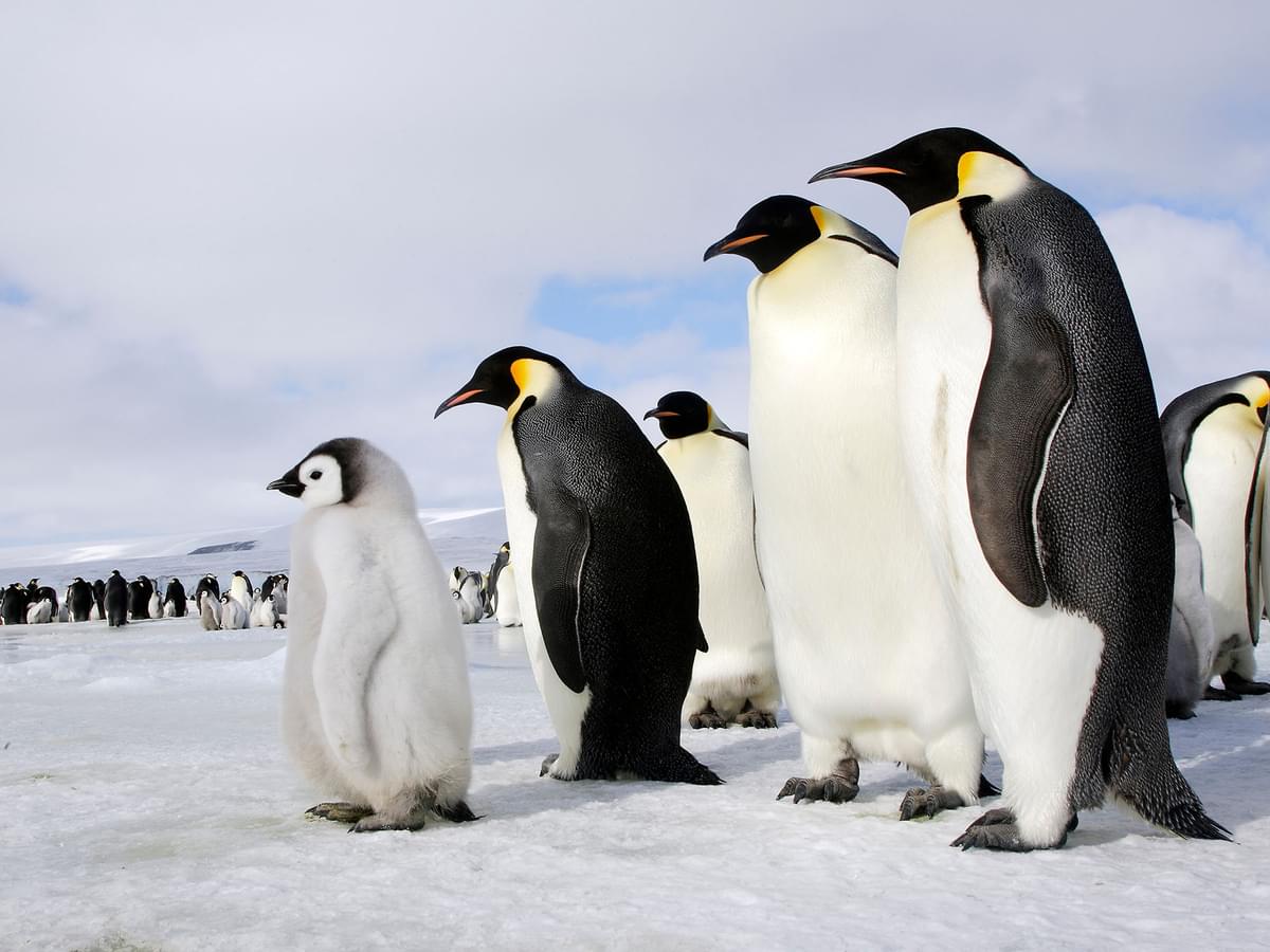 Are Emperor Penguins Endangered? (Threats, Numbers + FAQs)