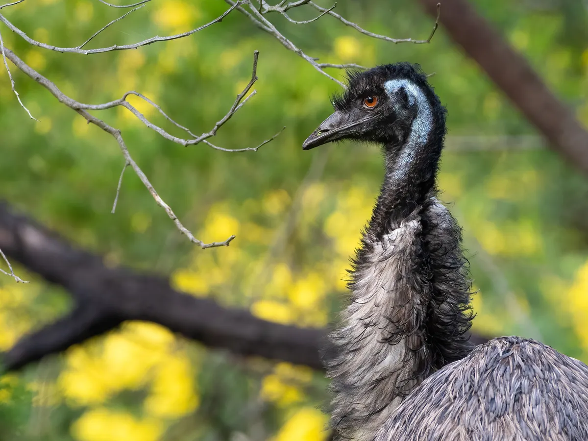 Are Emus Dangerous? (Reasons They Attack + How To Avoid) | Birdfact