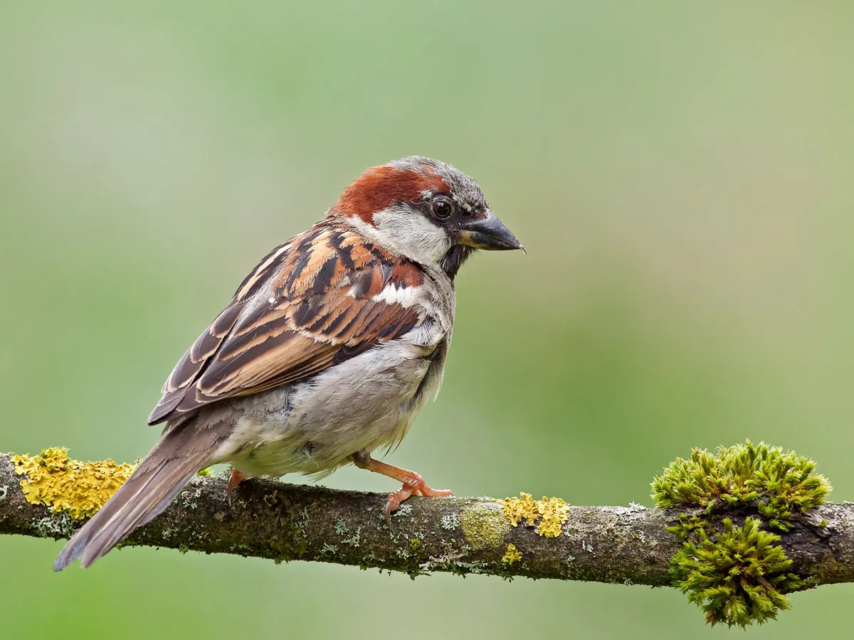 Are House Sparrows Invasive? (Problems, Control + FAQs)
