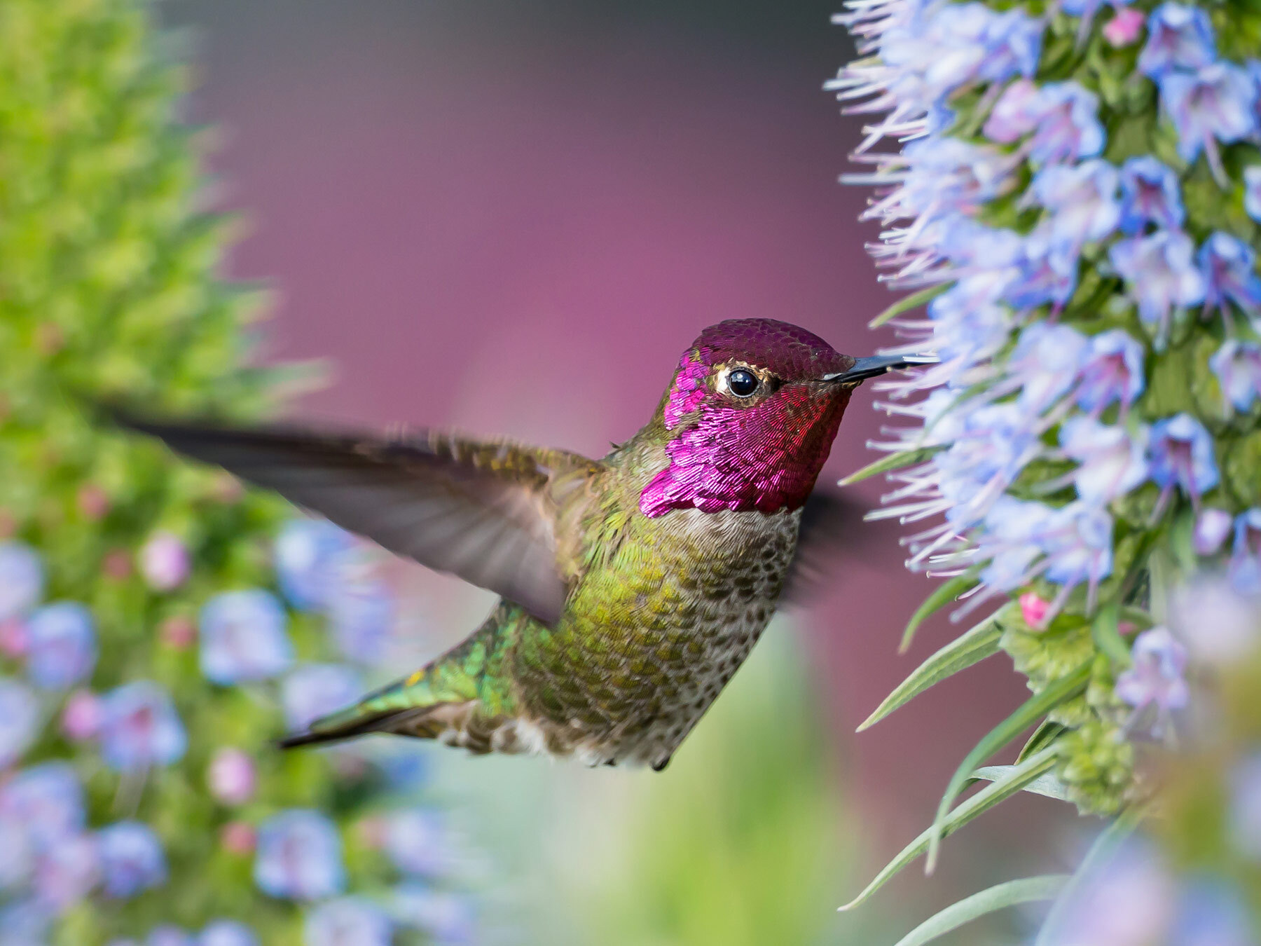 What Do Hummingbirds Eat? Guide) Birdfact