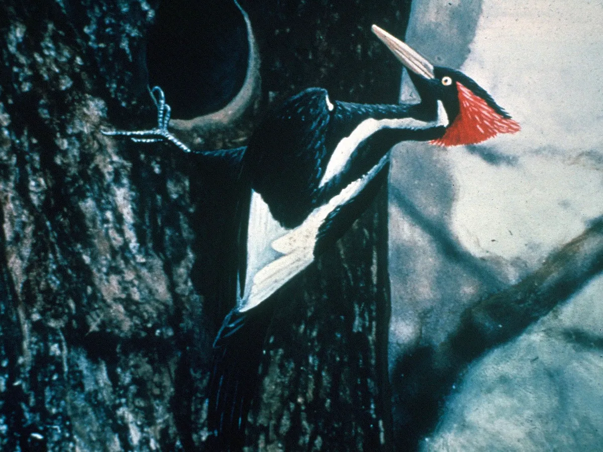 Are Ivory-Billed Woodpeckers Extinct?