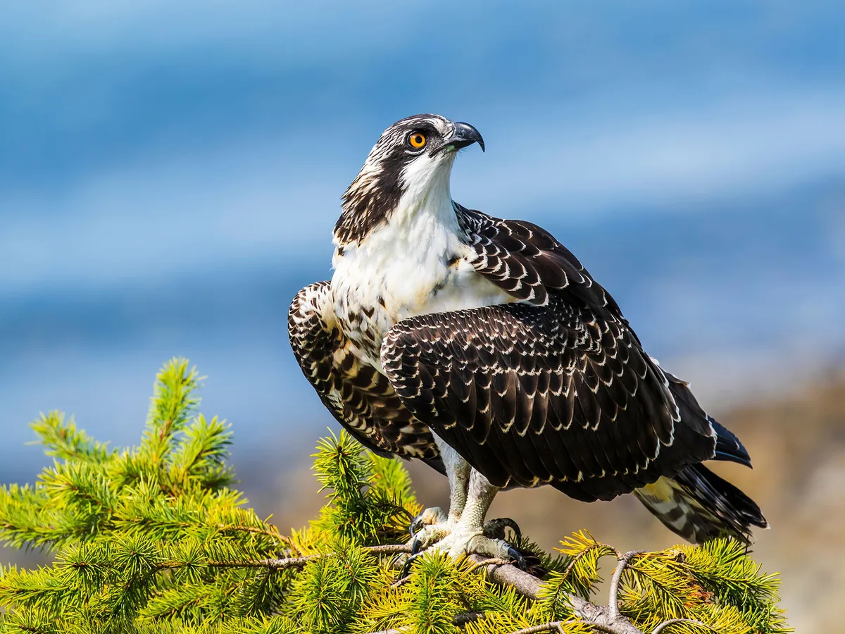 Are Ospreys Endangered? (Threats, Numbers + FAQs)