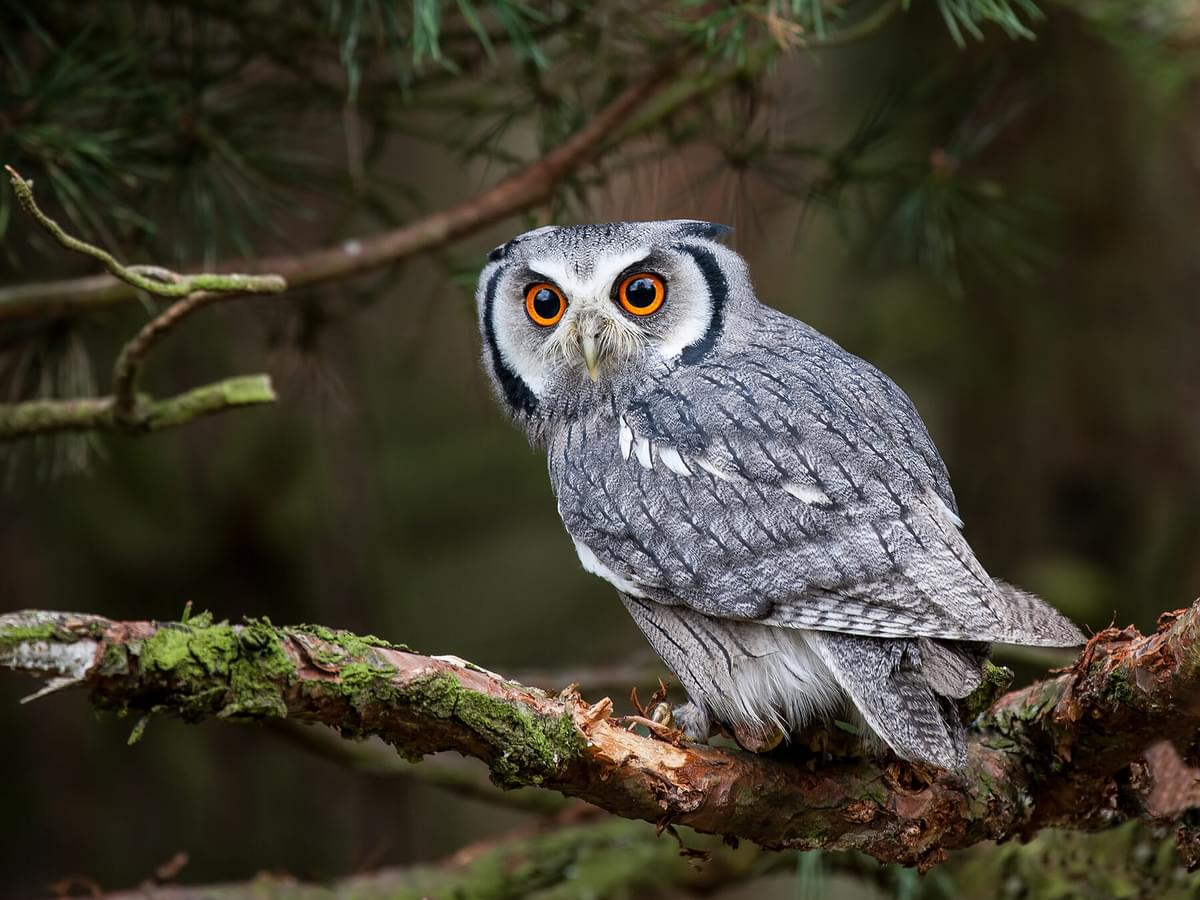 Are Owls Smart? (Comprehensive Answer)