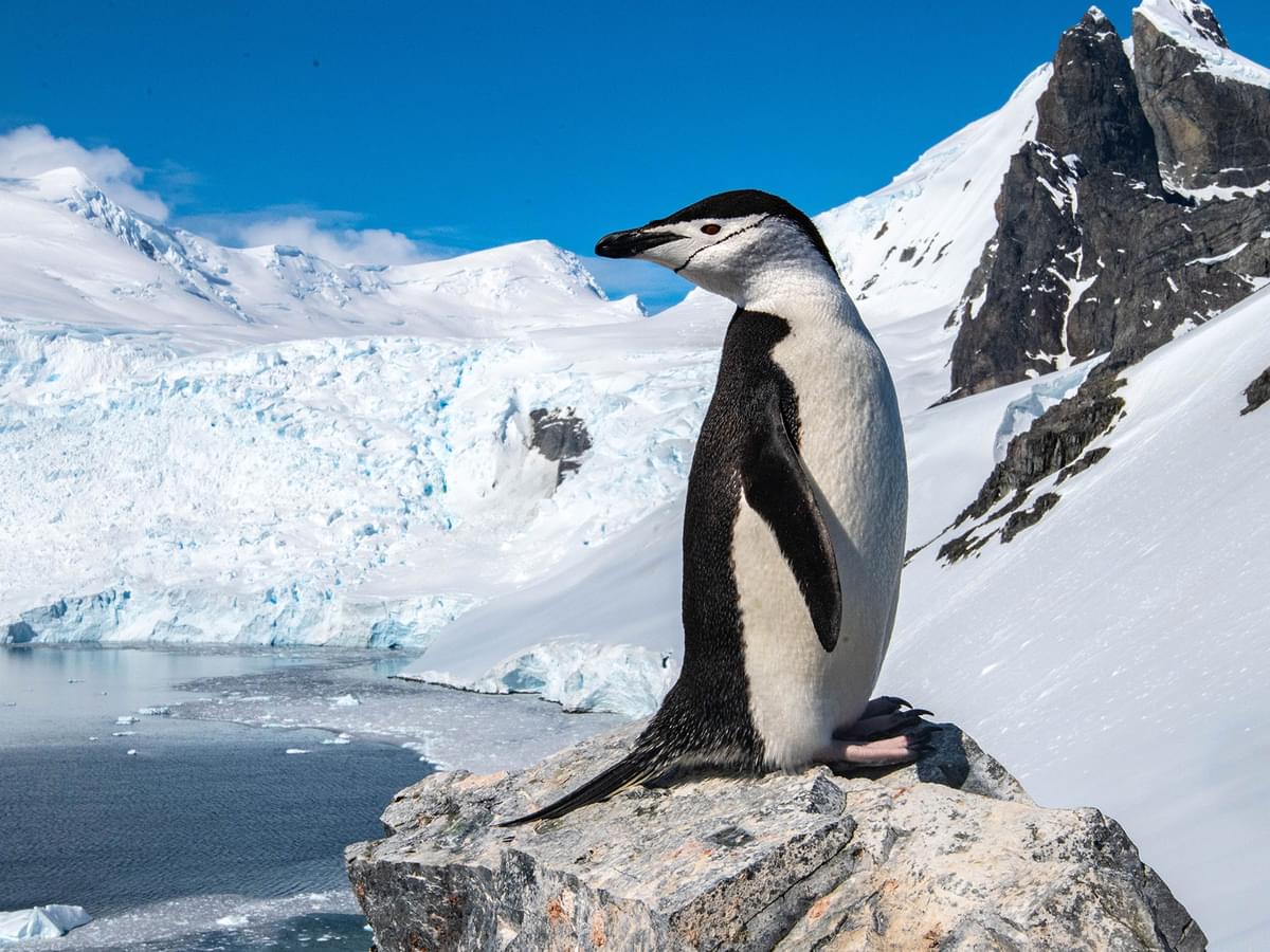 Debunking Myths: Are Penguins Truly Birds or Something Else?
