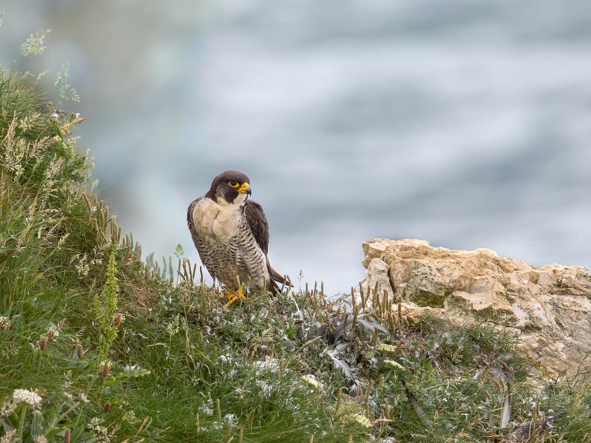 Are Peregrine Falcons Endangered? (Threats, Numbers + FAQs)