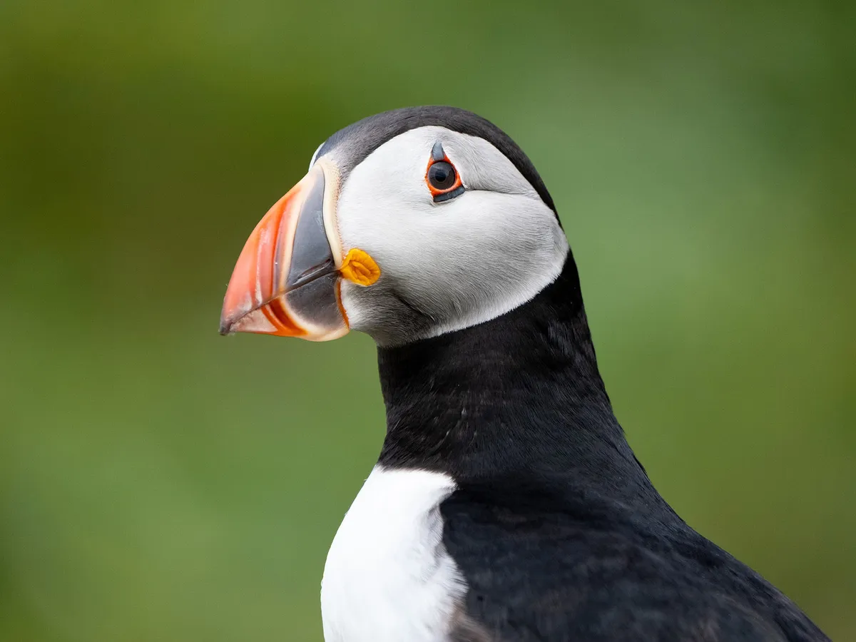 Are Puffins Endangered? (Threats, Numbers + FAQs)