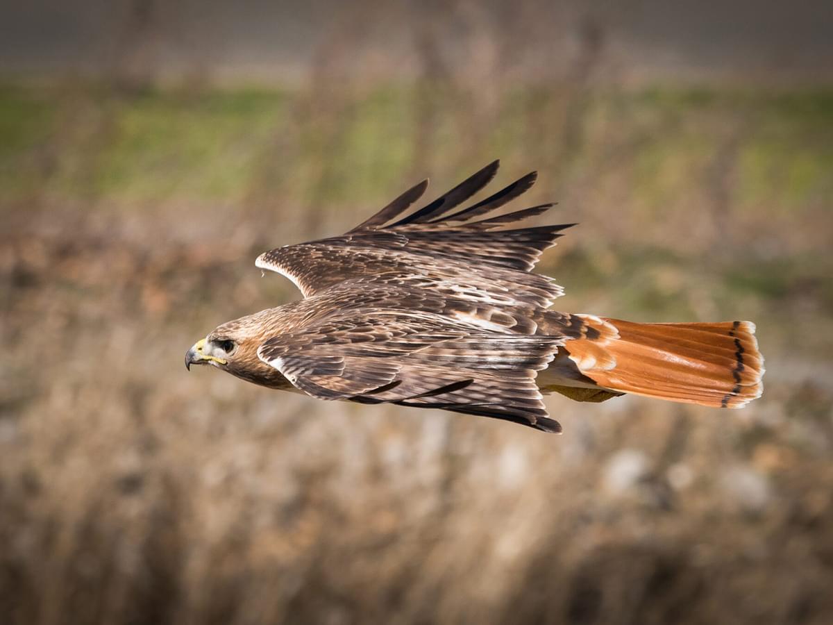 Are Red-tailed Hawks Endangered? (Threats, Numbers + FAQs)