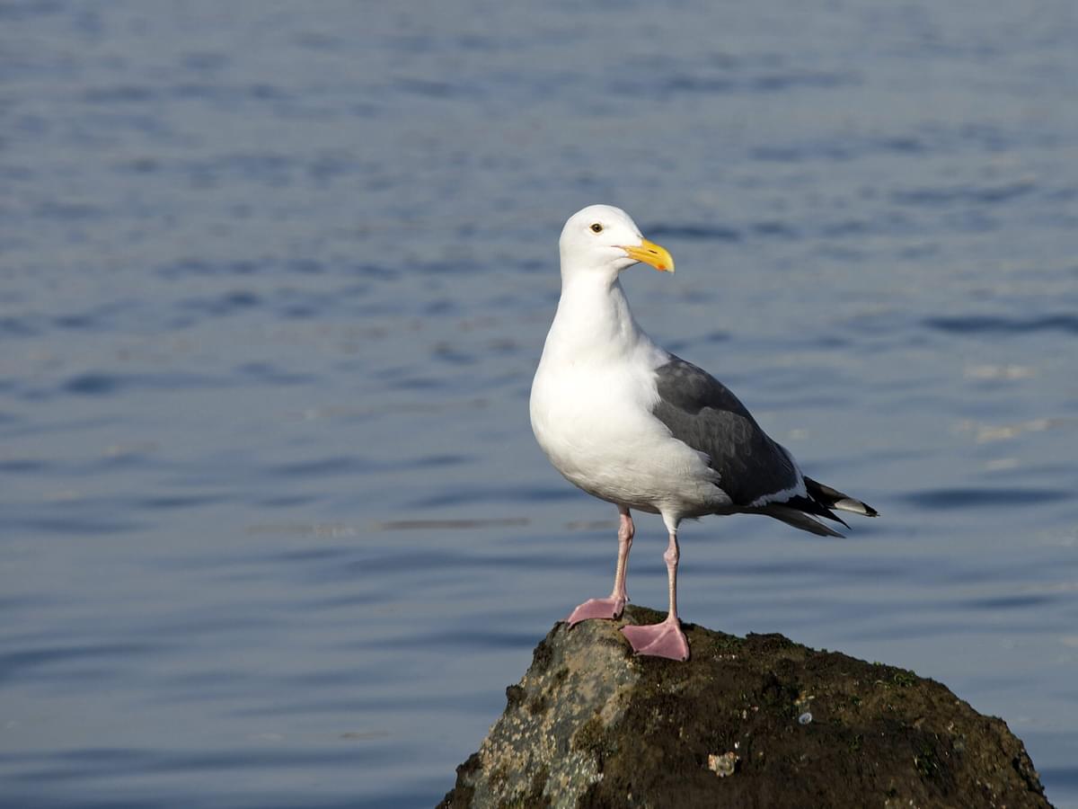 Are Seagulls Protected in the US?