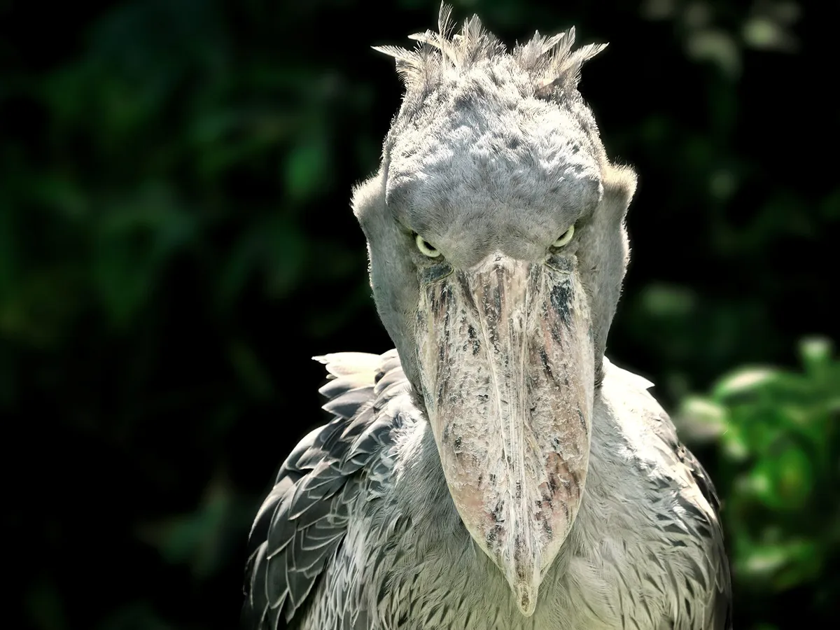 Are Shoebills Dangerous? (All You Need To Know)