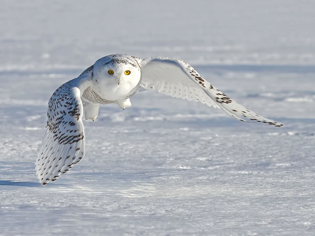 Are Snowy Owls Endangered? (Threats, Numbers + FAQs) | Birdfact