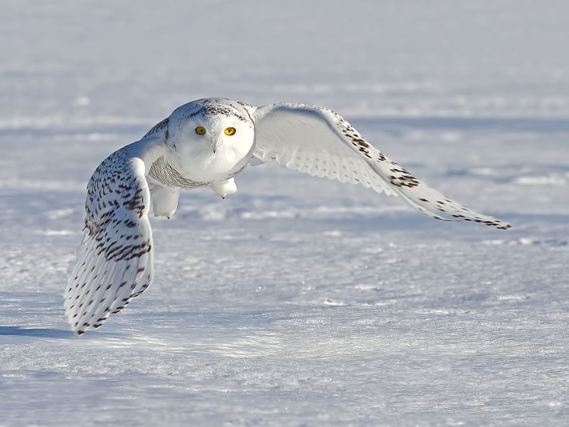 Female Snowy Owls Male Vs Female Identification Birdfact female-snowy-owls-male-vs-female-identification-birdfact