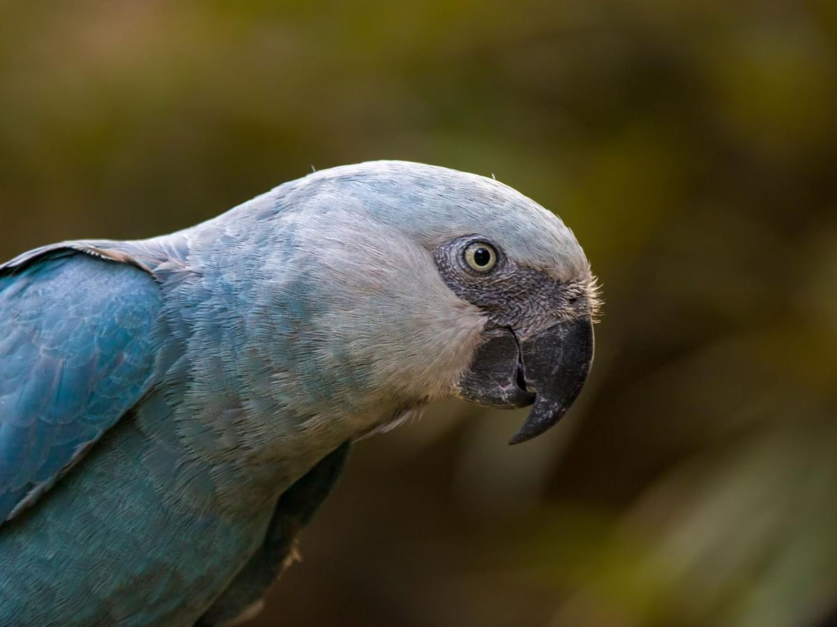 Are Spix Macaws Extinct? (Threats, Numbers + FAQs)