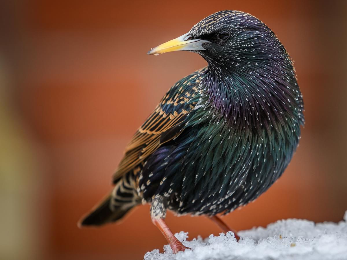 Are European Starlings Invasive? (Problems, Control + FAQs)