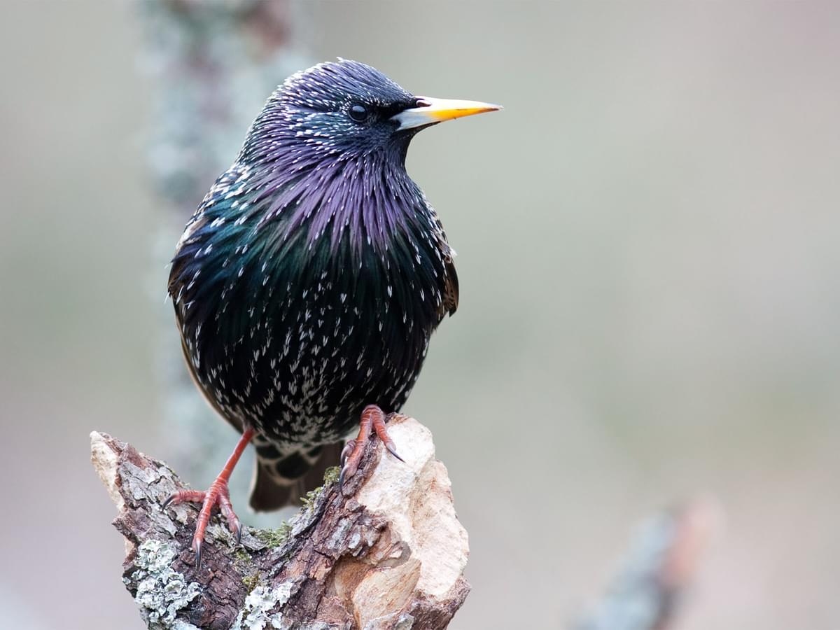 Attracting Starlings: Expert Advice on Bringing These Birds Closer