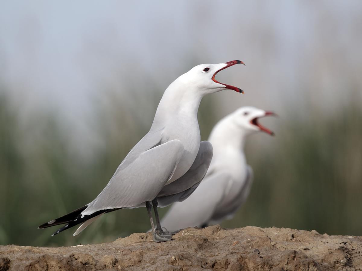 A pair of Audouin’s Gulls calling