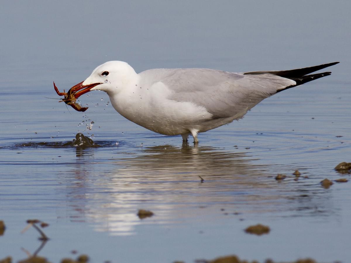 Audouin’s Gull feeding on prey