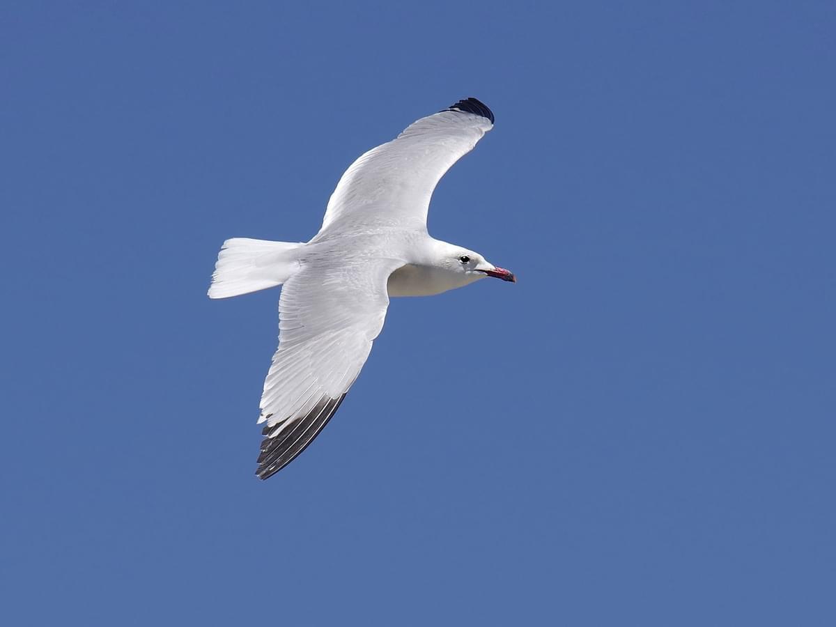 Audouin’s Gull in flight