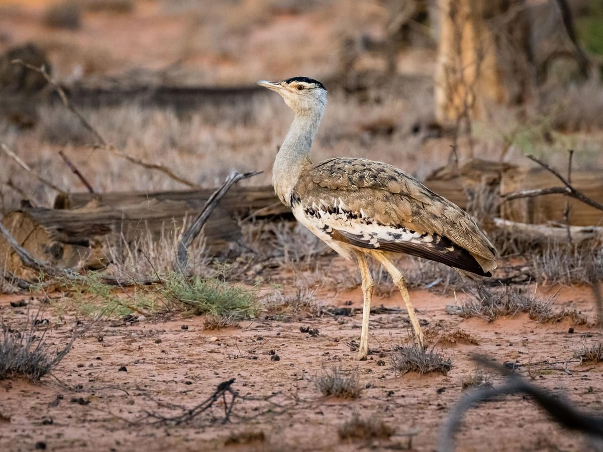 Australian Bustard pictured in the outback