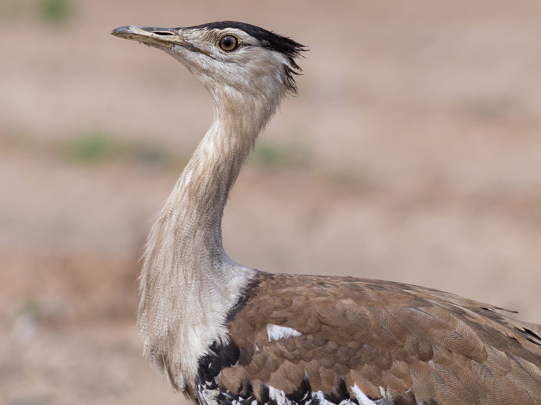 Australian Bustard