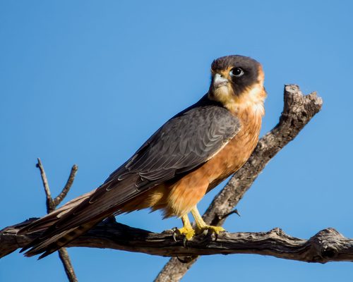 Falconidae
