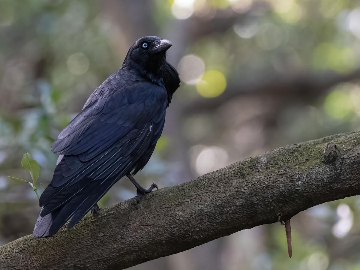 Australian Raven in the forest