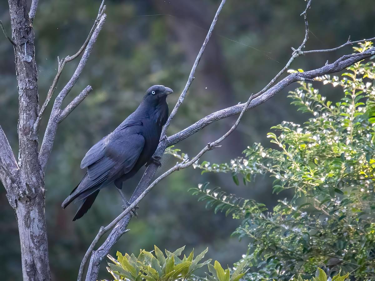 Close up of an Australian Raven perched in a tree