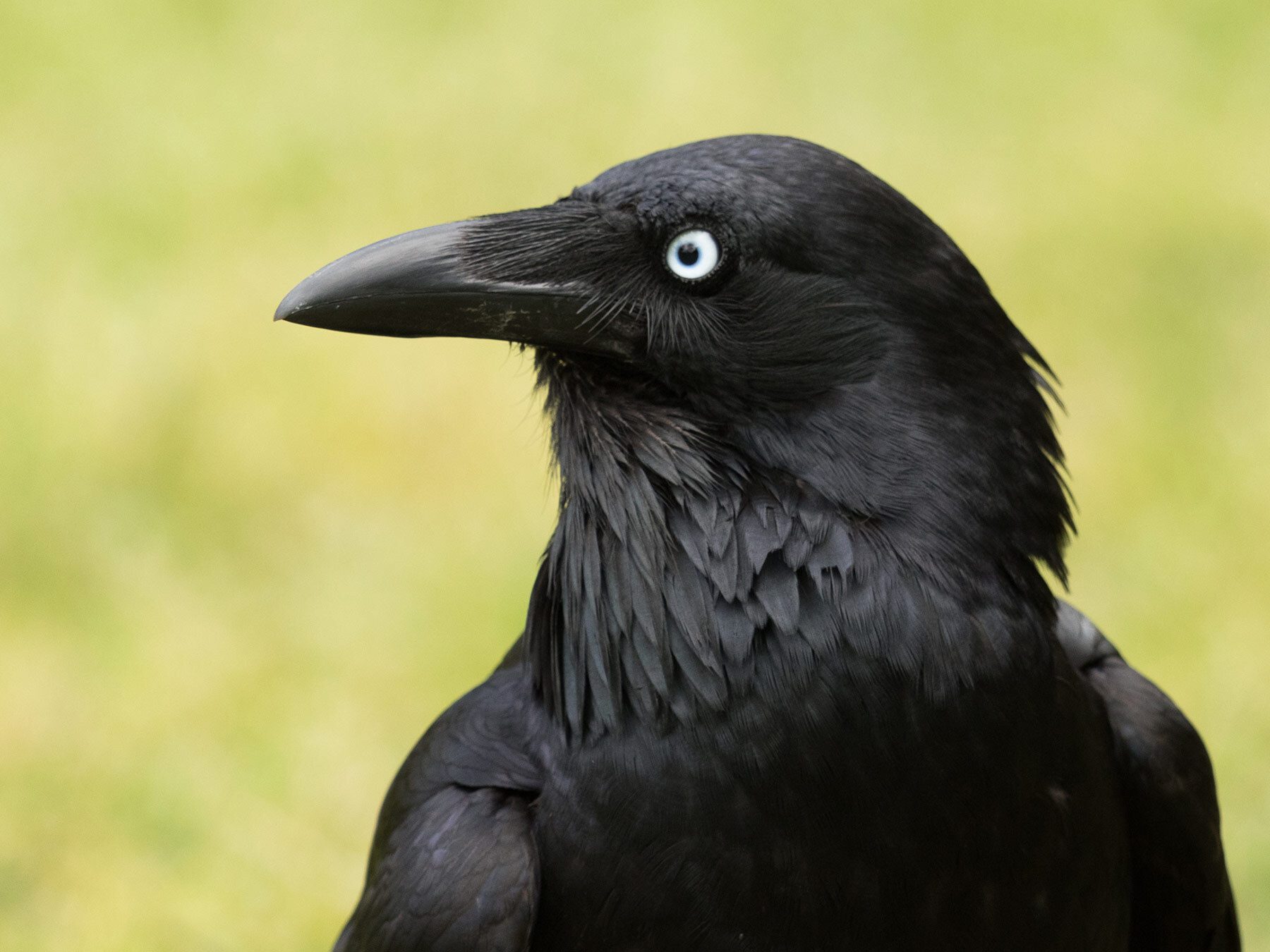 Australian Raven