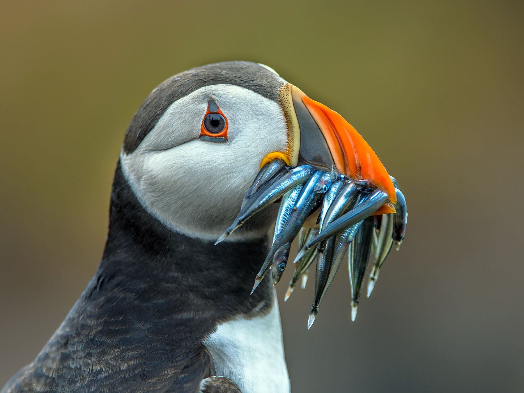 The Digestive System of Birds: An In-Depth Look